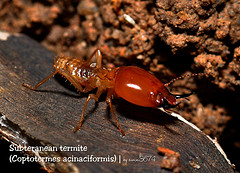 zoom_sur_les_termites